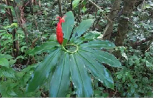 A lush green plant with broad, shiny leaves, each stemming from a central point, showcases a single vibrant red flower bud at its center. The background, as captured beautifully by Dave Skinner, is dense with foliage and trees.