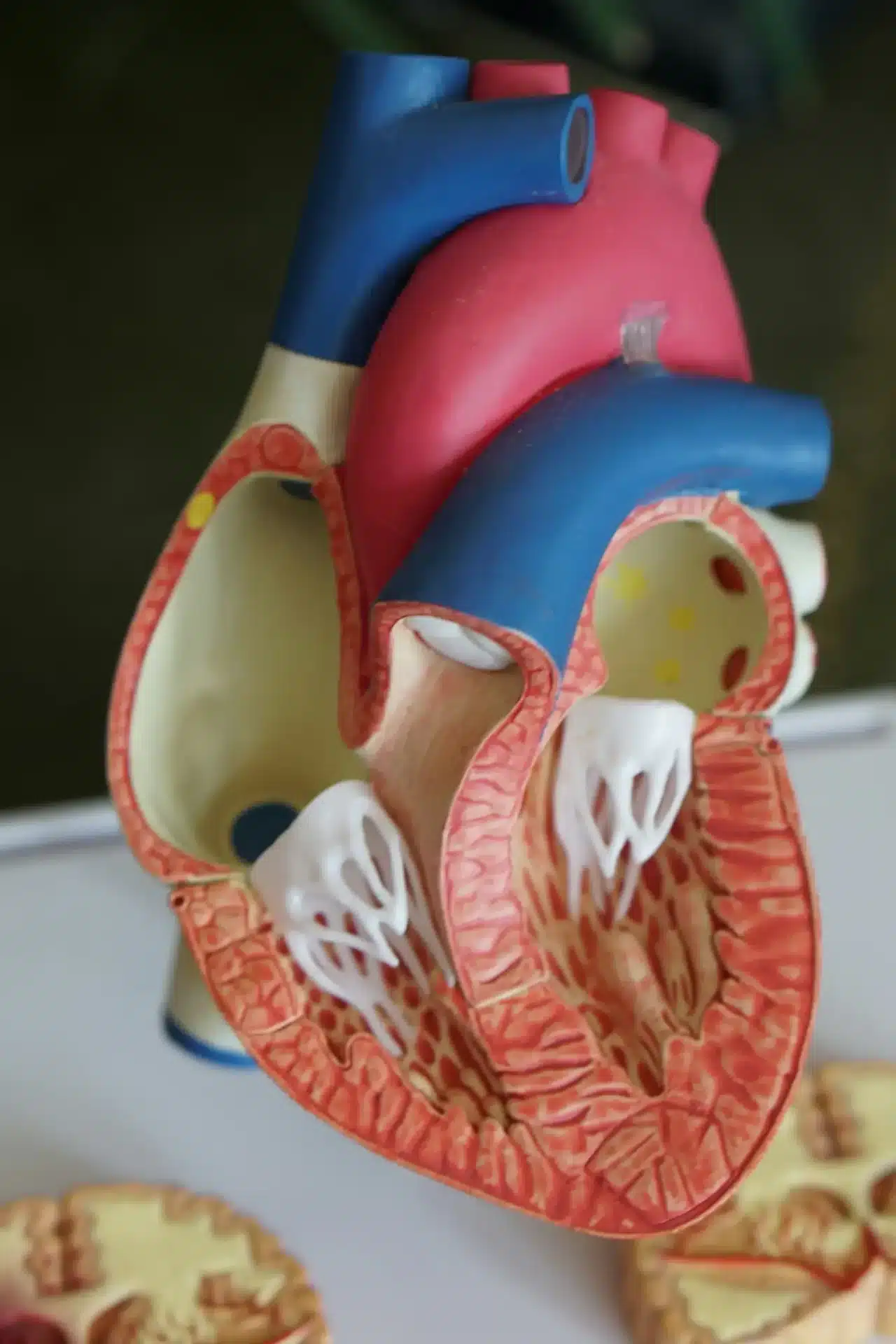 model of human heart showing valves and chambers