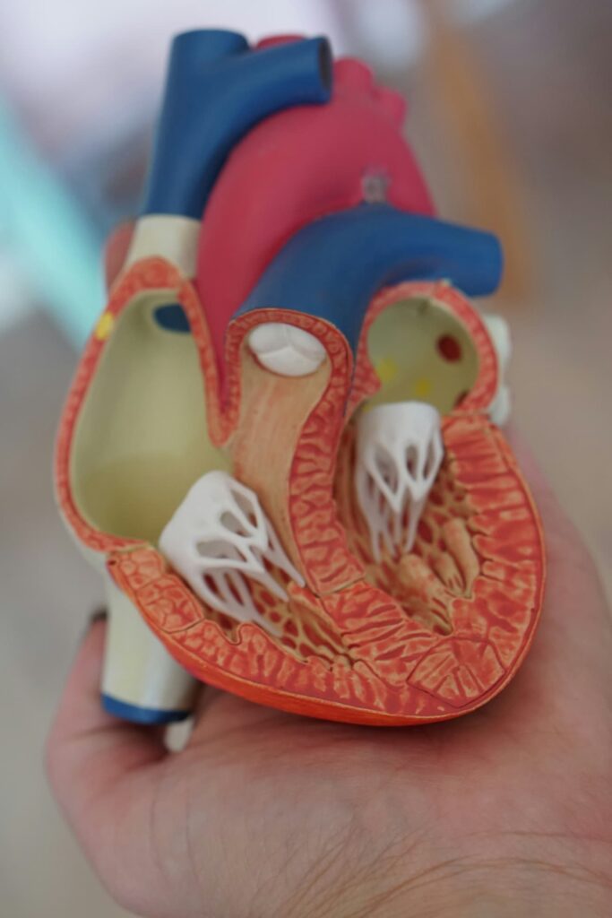 Anatomy cardiovascular