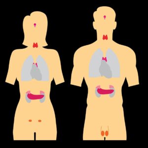 endocrine system