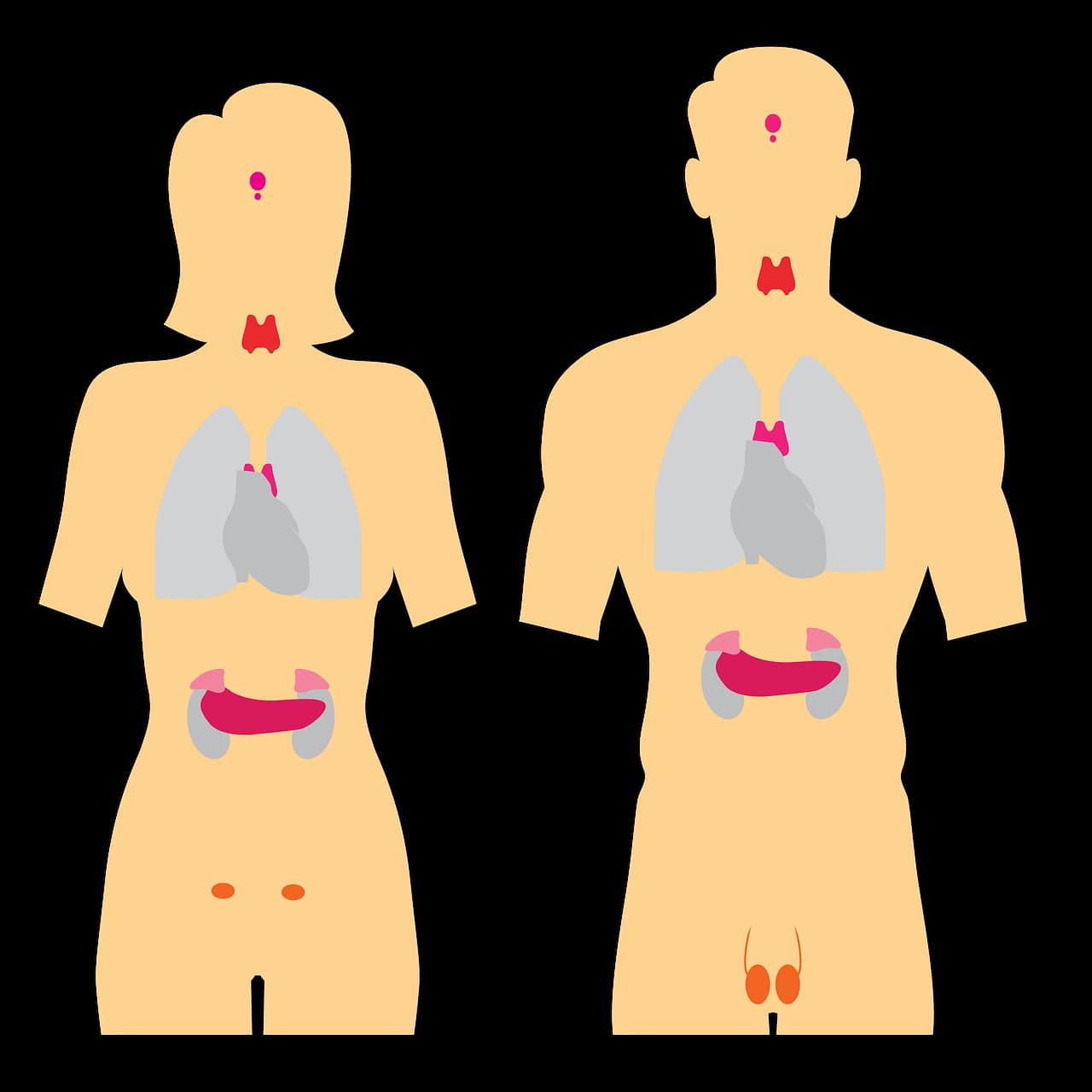 endocrine