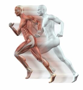 Health- human-muscles