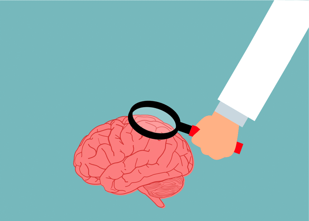 drawing of magnification study of brain