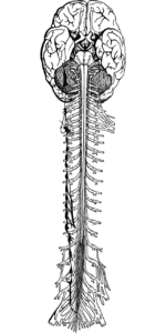 drawing of nervous system brain and spine