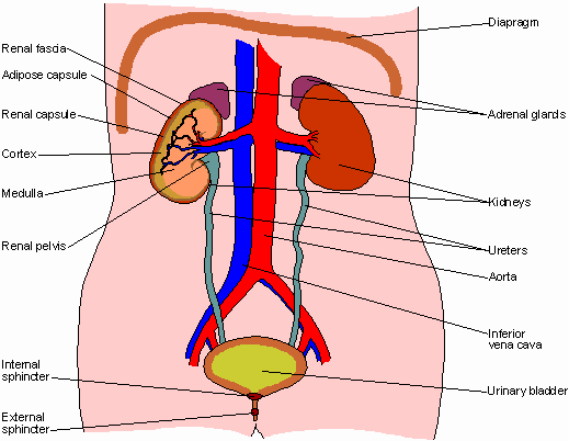 urinary_system display