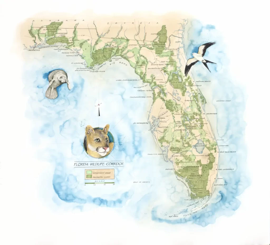 Mapa ilustrado de Florida que destaca el Corredor de Vida Silvestre. Presenta una pantera, un pájaro en vuelo y un manatí. Los senderos verdes muestran áreas de conservación en todo el estado, con una rosa de los vientos decorativa en el centro, un aliado vital en la lucha contra el cambio climático.