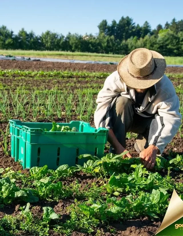 Una persona con sombrero de paja y ropa ligera está cosechando espinacas en un campo. Cerca hay una caja verde, parcialmente llena con las hojas recogidas. Al fondo se ven hileras de cultivos y árboles bajo un cielo azul claro.