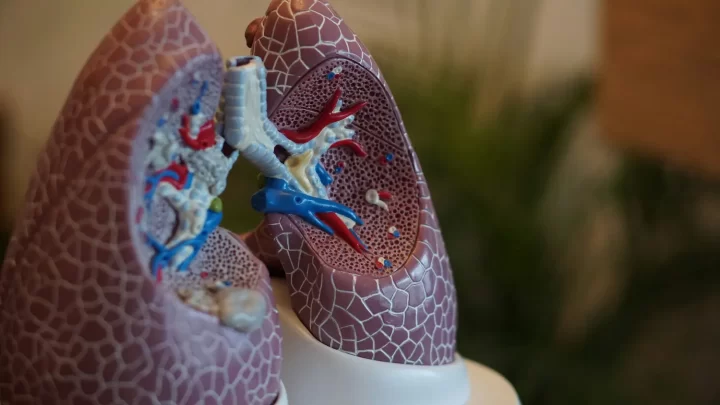 Un modelo anatómico detallado de pulmones humanos, denominado "Cuestión de Vida", muestra los bronquiolos y la estructura del tejido pulmonar con arterias y venas de colores. El modelo se presenta sobre un fondo borroso con vegetación, lo que enfatiza la esencia vital de respirar en nuestra vida diaria.