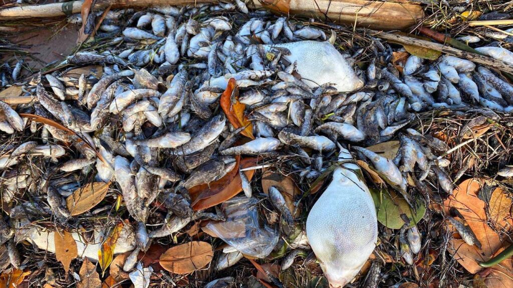 A large pile of dead fish and leaves scattered on the ground, likely washed ashore due to recent heat, with debris and dried plants mixed in—a scene becoming more common as heat records are broken across many US cities.