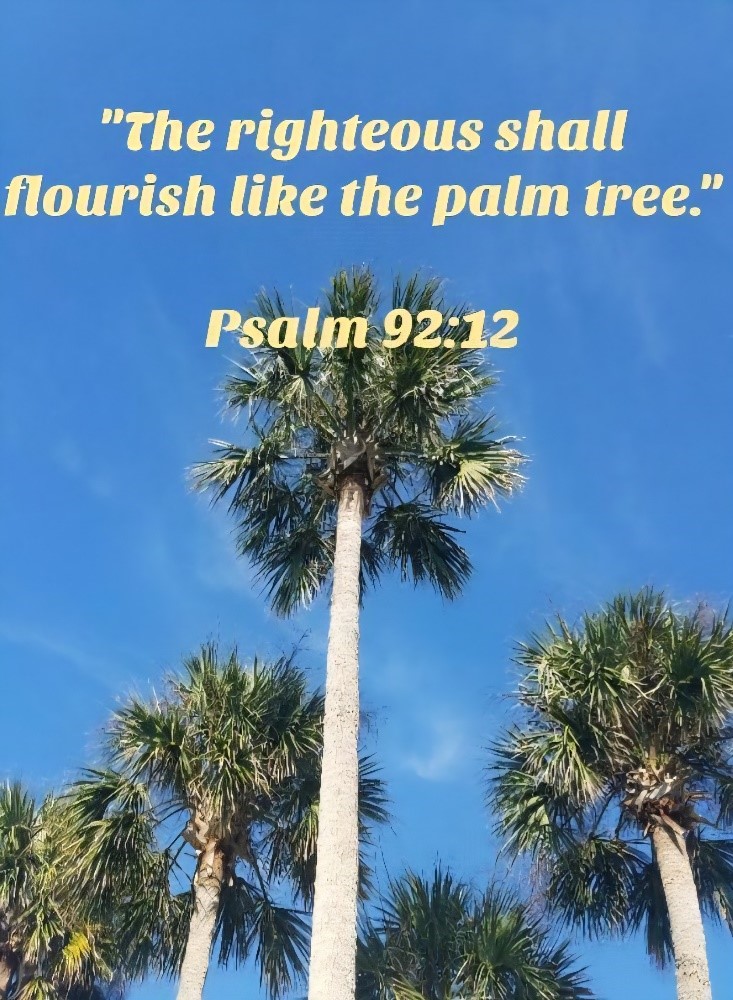 Tall palm trees stand against a bright blue sky with white text overlay: "The righteous shall flourish like the Palm Tree." Psalm 92:12.
