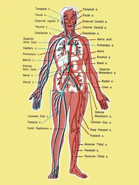 Diagram of the human circulatory system showing a labeled comparison of major arteries (in red) and veins (in blue) throughout the body, with anatomical labels for each vessel.