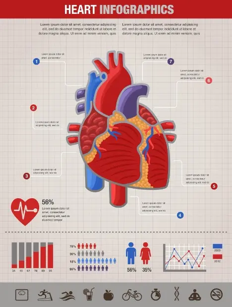 Infographic of a human heart with labeled parts, associated icons, text boxes, bar graphs, male and female figures, a heart rate percentage, and various health-related icons at the bottom.