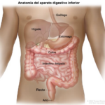 Illustration of the lower digestive system showing the esophagus, liver, stomach, colon, small intestine, rectum, and anus labeled in Spanish on a human torso—ideal for cancer prevention awareness and early detection education.