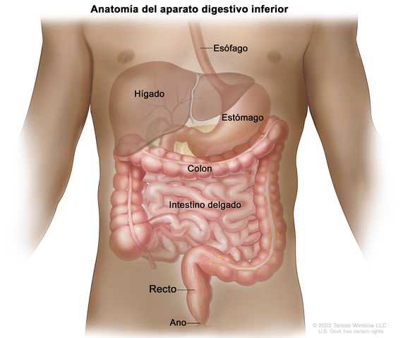 Illustration of the lower digestive system showing the esophagus, liver, stomach, colon, small intestine, rectum, and anus labeled in Spanish on a human torso—ideal for cancer prevention awareness and early detection education.