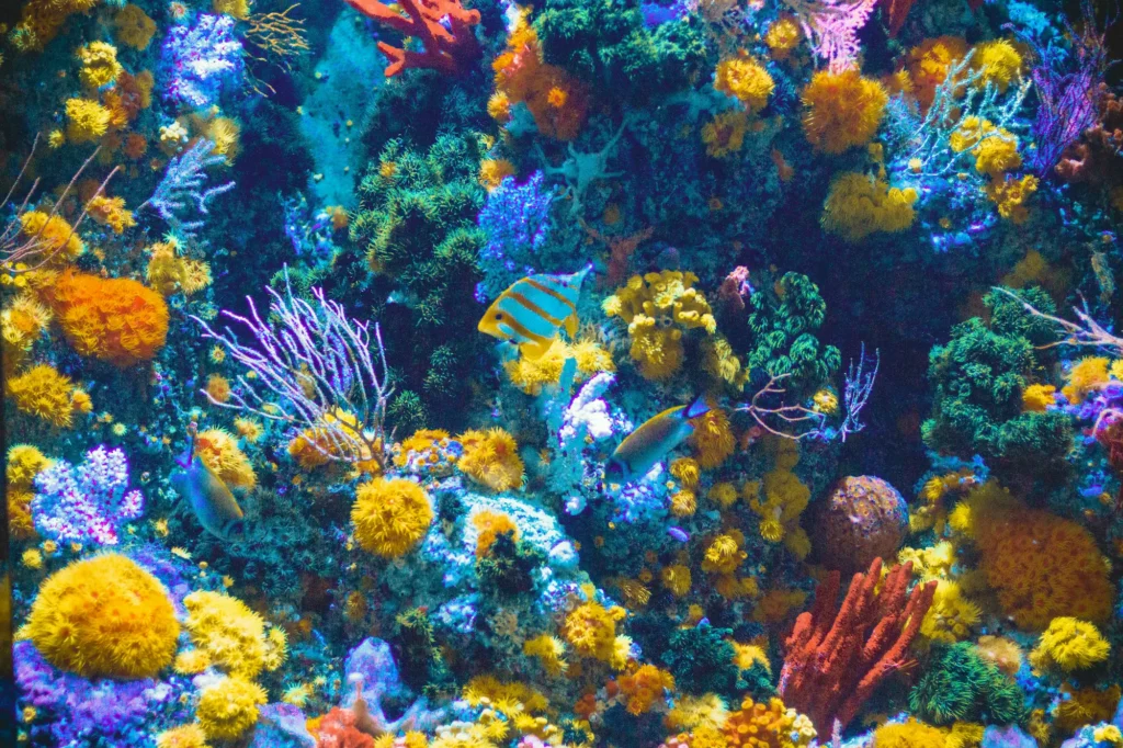 Colorful coral reef with various yellow, orange, and purple corals, green sea plants, and three tropical fish swimming among the vibrant underwater scenery—a striking example of how coral reefs thrive, as supported by both Indigenous knowledge and scientific evidence.